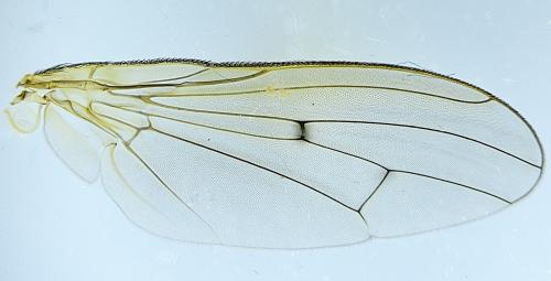 Scathophaga stercoraria